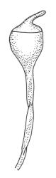 Seligeria cardotii, capsule. Redrawn from Vitt and Bartlett (1983).
 Image: R.C. Wagstaff © Landcare Research 2015 